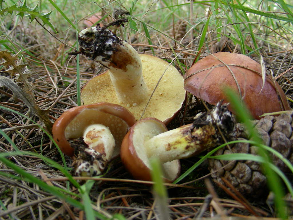 Suillus granulatus ...in foto